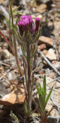 Castilleja exserta