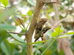 Pirithoicus ophthalmicus