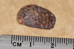 Stomatella impertusa