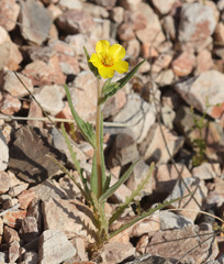 Mentzelia gracilenta