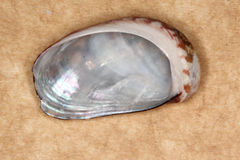 Stomatella impertusa