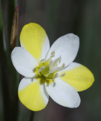 Hesperomecon linearis