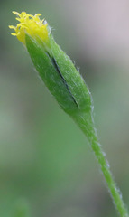 Lasthenia microglossa