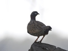 Francolinus francolinus