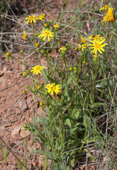 Senecio californicus