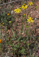 Senecio californicus