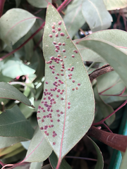 Closterocerus chamaeleon