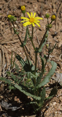 Senecio californicus