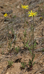 Senecio californicus