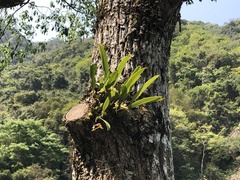Bulbophyllum umbellatum