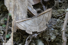 Entomogramma fautrix