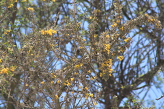 Parkinsonia praecox