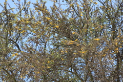 Parkinsonia praecox