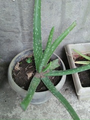 Aloe vera