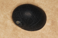 Nerita melanotragus image