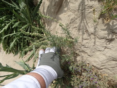 Oligomeris linifolia