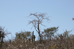 Erythrina flabelliformis