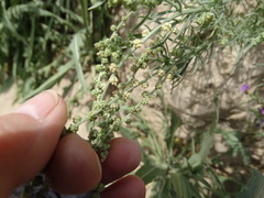 Oligomeris linifolia