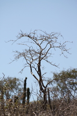 Erythrina flabelliformis