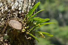 Bulbophyllum umbellatum