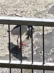 Nycticorax nycticorax