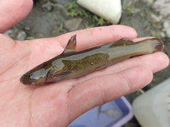 Tachysurus brevianalis