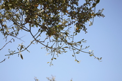 Psittacanthus sonorae