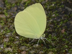 Gandaca harina distanti