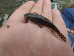 Hemimyzon formosanus