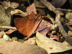 Charaxes psaphon