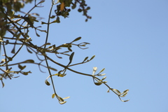 Psittacanthus sonorae