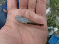 Hemimyzon formosanus