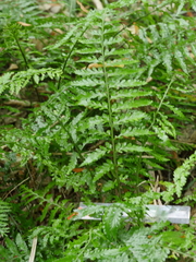 Asplenium lamprophyllum
