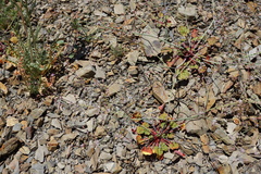 Eriogonum covilleanum