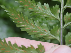 Asplenium lamprophyllum