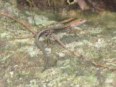 Lampropholis mirabilis