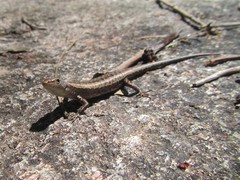 Lampropholis mirabilis