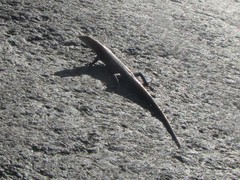 Lampropholis mirabilis