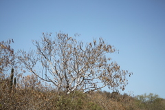 Albizia occidentalis