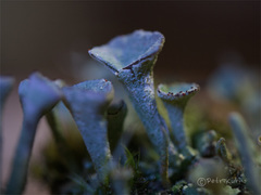 Cladonia borealis