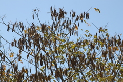 Albizia occidentalis