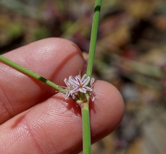 Eriogonum covilleanum