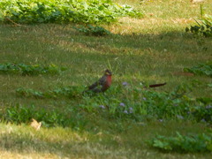 Haemorhous mexicanus