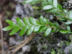 Tmesipteris lanceolata
