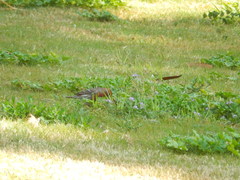 Haemorhous mexicanus