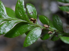 Tmesipteris lanceolata