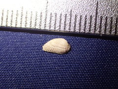 Acar bailyi