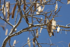 Albizia occidentalis