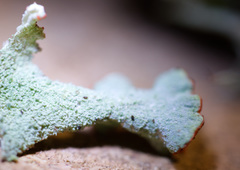 Cladonia borealis