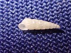 Turbonilla hypolispa